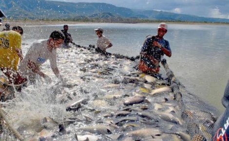 Produtores fazem a despesca de peixes criados em tanques