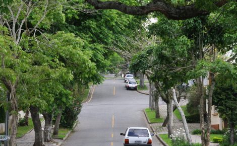 rua arborizada