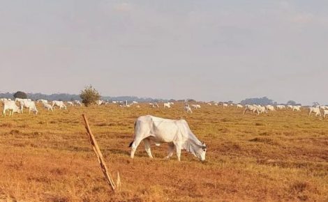 Gado brasileiro pastando em área degradada