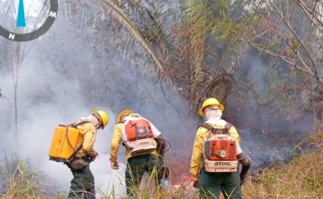Incêndios florestais têm aumentado no interior do Amazonas, com destaque para o sul do Estado (Foto: Divulgação/Ibama)