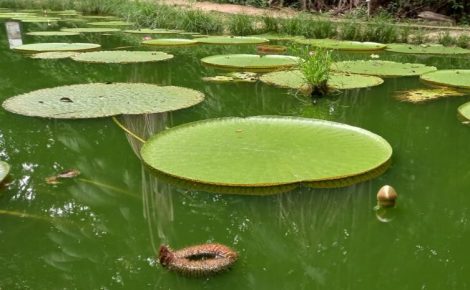 Lago das Vitórias Régias do Musa, em Manaus, é uma das atrações que poderão ser visitadas por Joe Biden, no próximo domingo. (Arquivo)