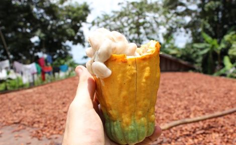 Cacau Selvagem Amazônico. (Foto: Assessoria Fapeam)
