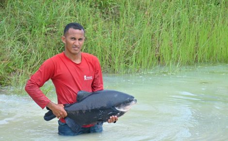 Liberada a pesca do tambaqui no Amazonas com novas regulamentações. (Foro: Arquivo / Ipaam)