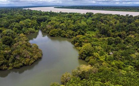 Floresta Nacional (Flona) do Jatuarana, localizada em Apuí, no sul do Amazonas.