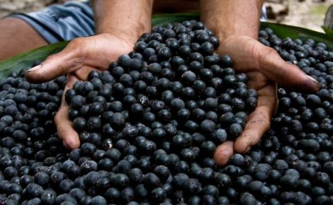 açaí fruto caroço