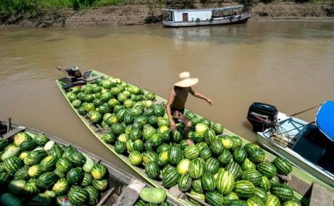 agricultura familiar no Amazonas