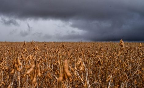 Rio Grande do Sul tem 1,6 milhão de hectares de lavouras para colher. Reprodução