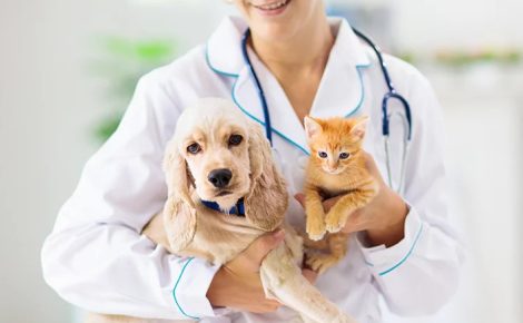 animais de estimação
