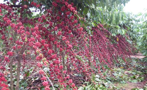 O cultivo de Robustas Amazônicos tem possibilitado lavouras mais produtivas e grãos de qualidade em propriedades rurais familiares da Amazônia (Foto: Embrapa)