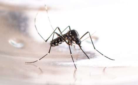 Transmissão pelo mosquito Aedes aegypti mantém dengue, zika e chikungunya como desafios de saúde no Amazonas.