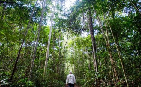 índice de arborização de Manaus