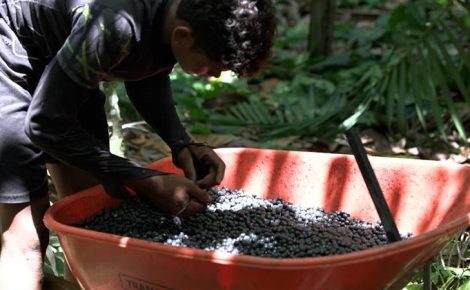 Comunidade produtora de açaí, localizada em Acará (PA), é atendida pelo Hub de Sociobioeconomia do banco  (Foto: William Pinto Alves Seixas)