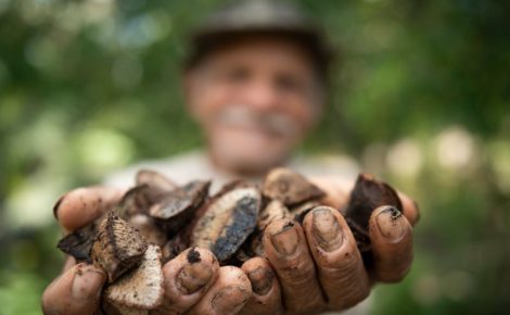 extrativista quer condições para ganhar com a castanha