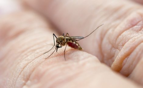 Interior do Amazonas enfrenta desafios no combate à dengue, enquanto governo federal amplia medidas. (Foto: Envato)