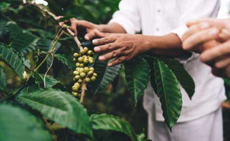 O aumento da temperatura pode inviabilizar o cultivo de café em grande parte do Brasil.