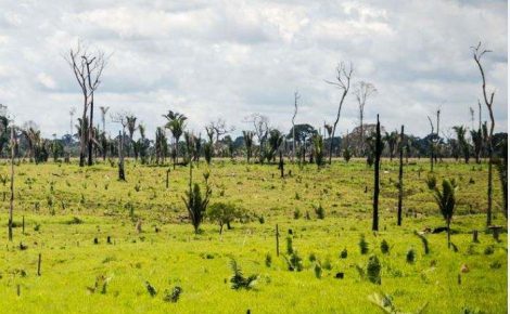 Desmatamento anual cai 51,1% na Amazônia e aumenta 14,6% no Cerrado