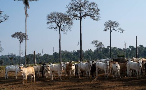 Fazenda, gado, Amazonas, desmatamento