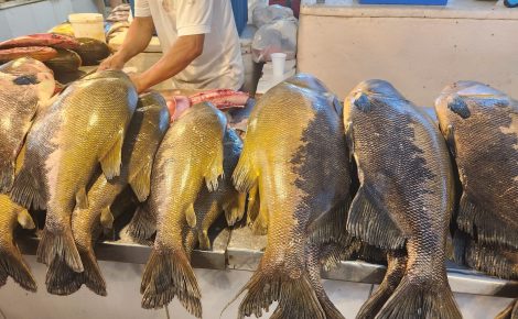 Venda de Peixes, Manaus Moderna.