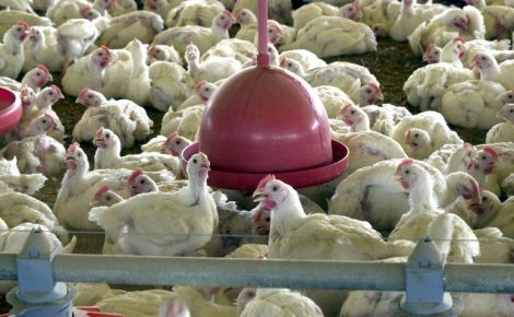 Produção de aves no Brasil