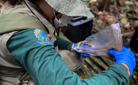 Pesquisadora coleta amostra de solo na Amazônia para análise de DNA ambiental no projeto GBB.