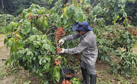 Produtor colhe frutos de guaraná em área de cultivo no interior do Amazonas.