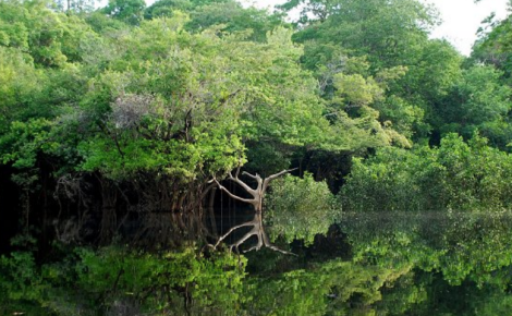 Floresta Nacional (Flona) do Jatuarana, localizada em Apuí, no sul do Amazonas. (Foto: reprodução)
