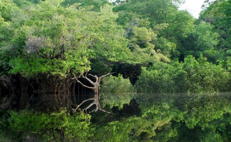 Floresta Nacional (Flona) do Jatuarana, localizada em Apuí, no sul do Amazonas.