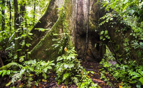 Setor de bioeconomia pode impulsionar desenvolvimento sustentável e gerar renda para comunidades ribeirinhas. (Foto: Divulgação).