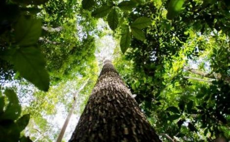 Especialista em direito ambiental explica que, hoje, União, estados, DF e municípios adotam critérios próprios na análise de pedidos de licenças ambientais, o que gera insegurança jurídica. (Foto:  Marcelo Camargo/Agência Brasil)
