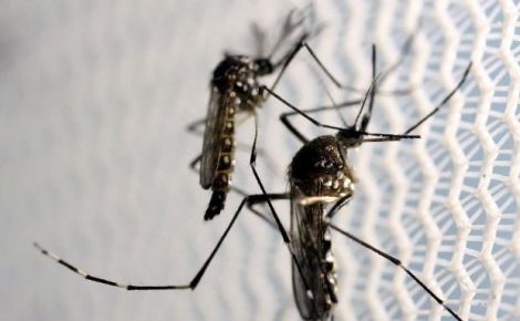 Mosquito da dengue