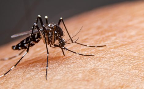 mosquito dengue scaled 1