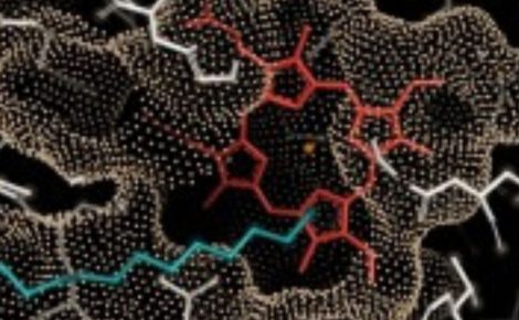 Biocatalisador identificado por pesquisadores brasileiros tem potencial de resolver gargalo tecnológico e produtivo para a fabricação de biocombustíveis renováveis e outros bioprodutos, como bioplásticos e biopolímeros (Imagem: Arquivo do pesquisador)