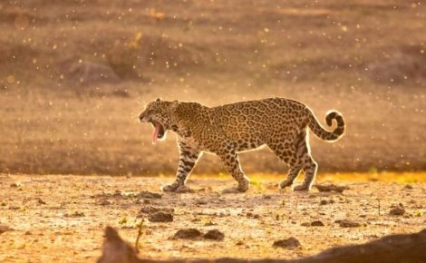 onca-fauna-silvestre-foto-reproducao