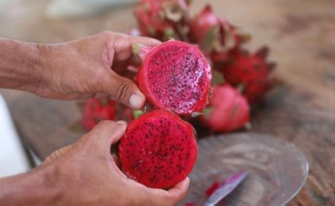Tarifaço de Trump impede exportação de pitaya amazonense para os Estados Unidos