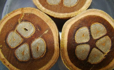 Polpa do babaçu é utilizada nos canudos ecológicos (Foto: Divulgação/Embrapa)