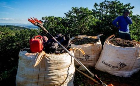 A produção de café robusta (conilon) no Amazonas registrou uma queda em 2024, totalizando 18,8 mil sacas beneficiadas. (Foto: Lela Beltrão/Repórter Brasil)