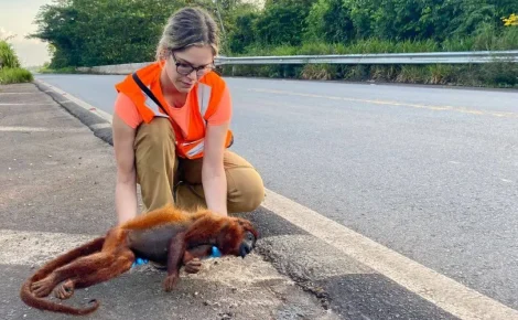 Pesquisadora Fernanda Abra recolhe animal atropelado na BR-174