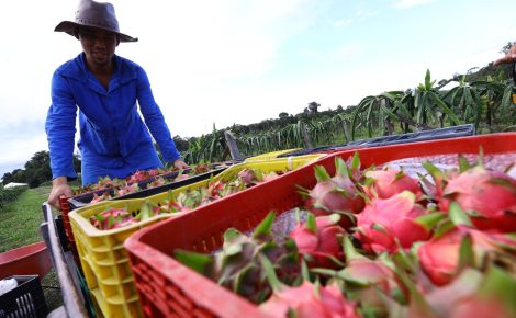Produção artesanal de pitaya