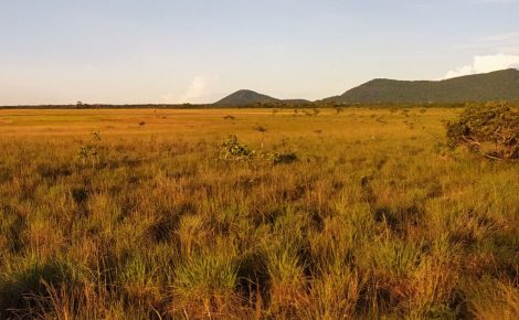 Imagem da vegetação baixa característica do lavrado de Roraima