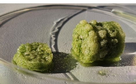 Material de construção biogênico pode virar concreto ecológico