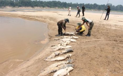 Pirarucus mortos na reserva de desenvolvimento sustentável do Abufari, em Tapauá, no Amazonas
