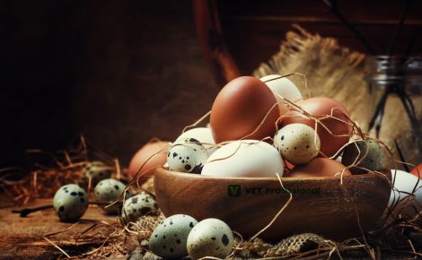 Produção de ovos de galinha e de codorna são destaque no Amazonas