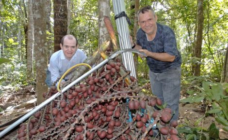 Engenheiro Afonso Rabelo desenvolveu a PalmHast para coleta de frutos de palmeiras amazônicas