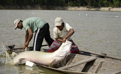 Pescadores puxam pirarucu capturado em lago do Amazonas