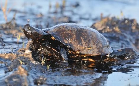 Poluição compromete fauna aquática em Coari