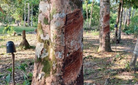 Seringueira nativa da Resex Rio Unini