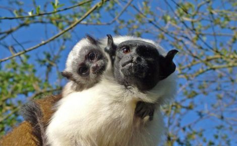 Sauim-de-Coleira é um dos primatas mais ameaçados de extinção