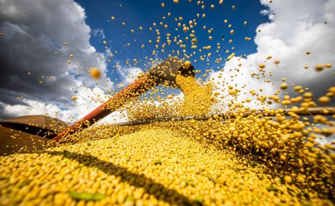Soja produzida em Roraima