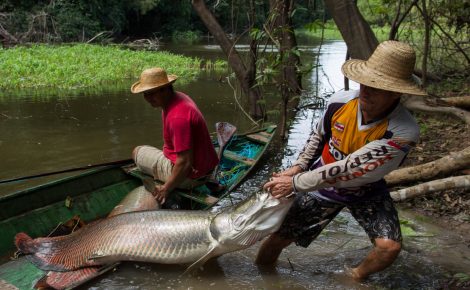 Dois pescadores artesanais do Amazonas, em uma canoa, seguram um pirarucu às margens de um rio amazônico.
