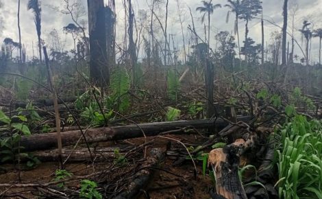 terra queimada